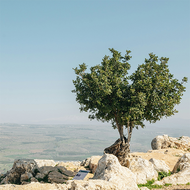 A tree grows out of bright beige bouldery ground; behind it, a cliff overlooks a valley